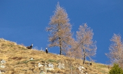 10 Ecco i primi camosci...